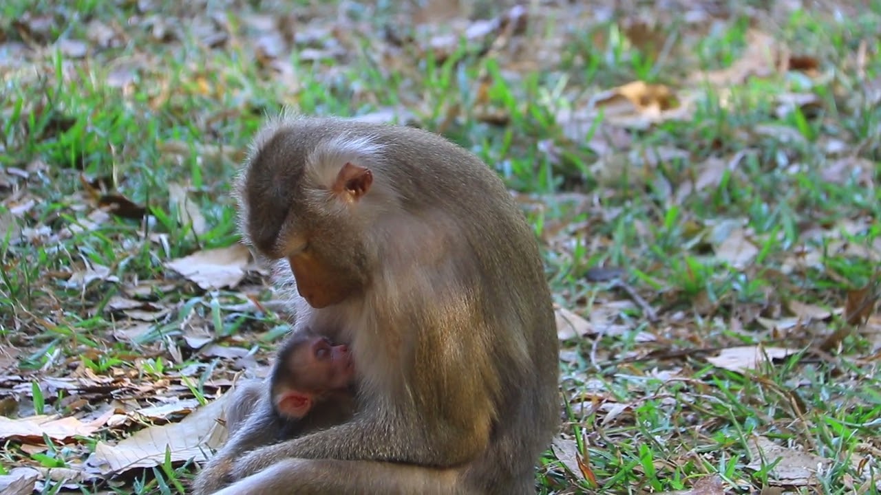 Yuung Mama Carry Give Milk after Down From Tree and Sit on Grass