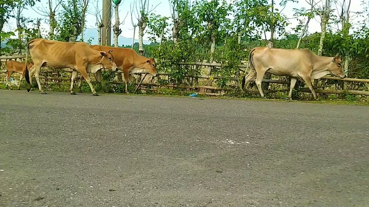 Puluhansapi berkeliaran di jalan