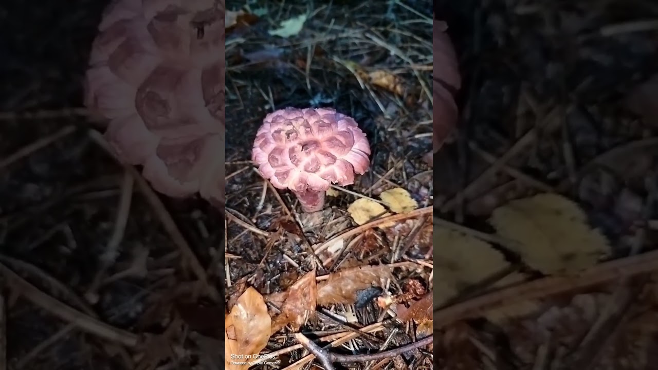 Cortinario orellanus, fungo delle pinete. #funghi #mushroom #natura #4k