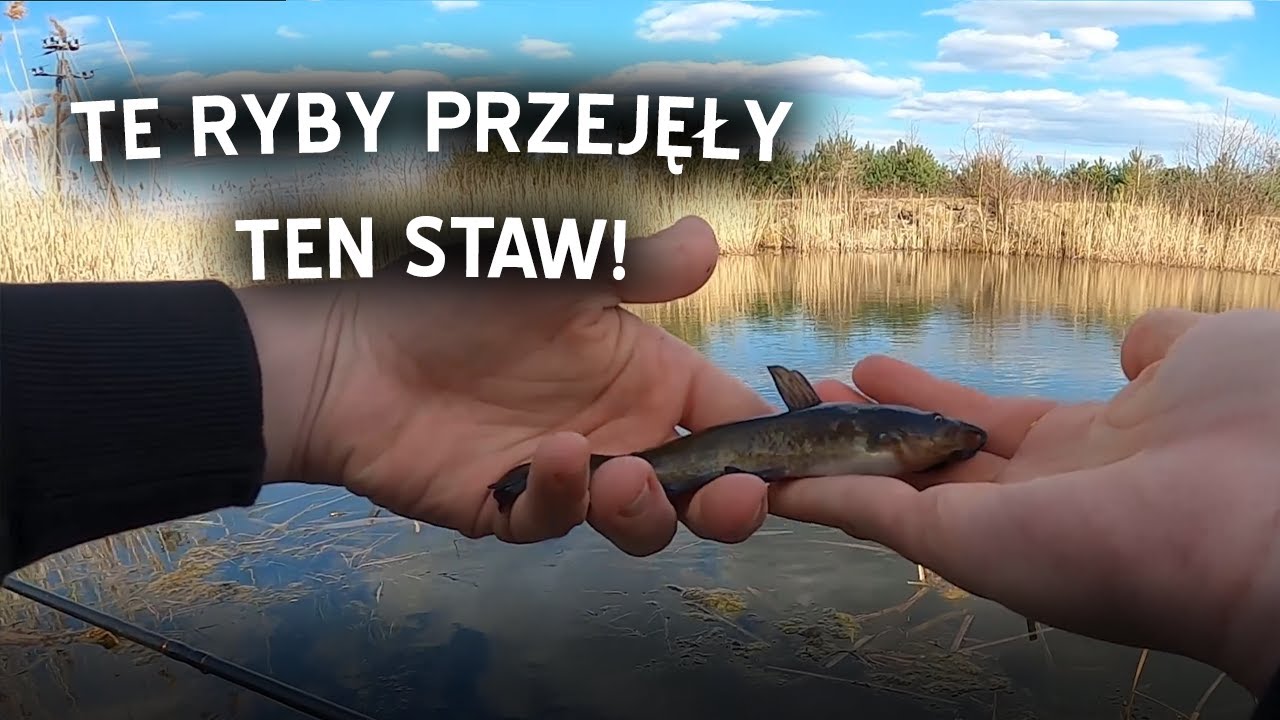 TE RYBY PRZEJĘŁY TEN STAW! *ŁOWIENIE NA SPŁAWIK I FEEDER!*