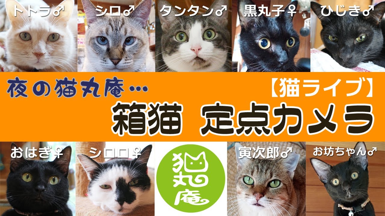 【猫ライブ】2/28 夜の猫丸庵｜箱猫 定点カメラ　#猫 #猫のいる暮らし #猫ライブ配信