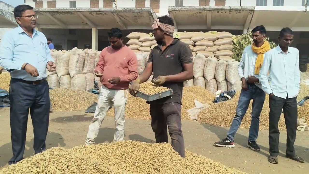 Jhansi ki Mandi se mungfali ki live Dak boli झांसी की मंडी मूंगफली का भाव