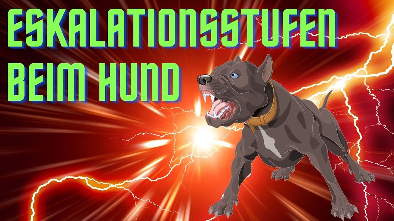 Wie du KONFLIKTE mit deinem Hund vermeidest - ESKALATIONSSTUFEN und Strategien des Hundes