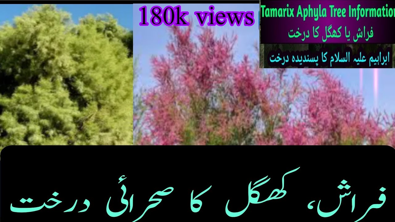 how to plant Farash/khagal tamarisk Aphyla rukh/athel pine,jhao,farwan|فراش  @treeislife93
