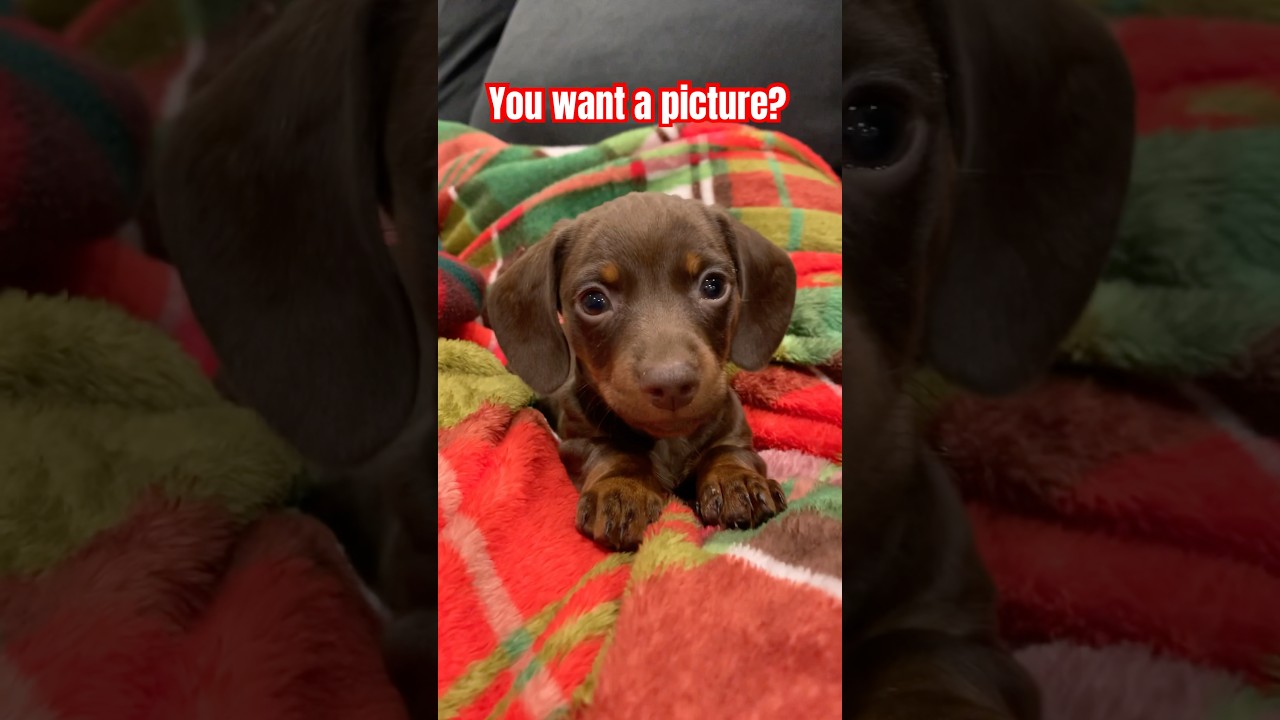 Mini DACHSHUND Puppies Photoshoot! #minidachshund #cutepuppy #puppy #dachshund #cute #trend#cutedog