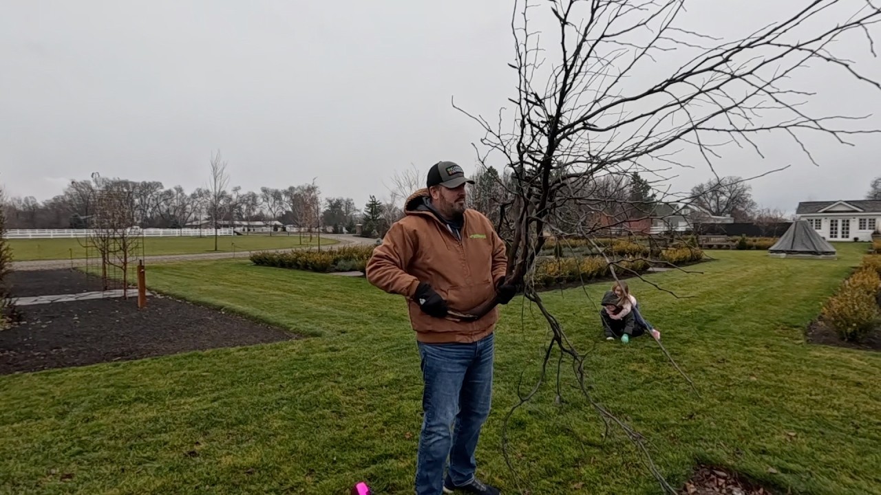 Pruning Raspberries & Blackberries, Cutting Down a Redbud & Viola/Pansy Update! 🌿✂️🌱