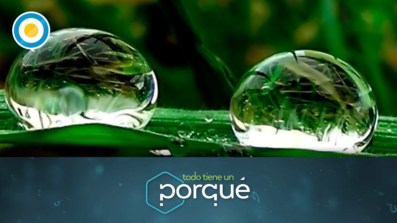 ¿Por qué la naturaleza reproduce formas geométricas? - Todo tiene un porqué