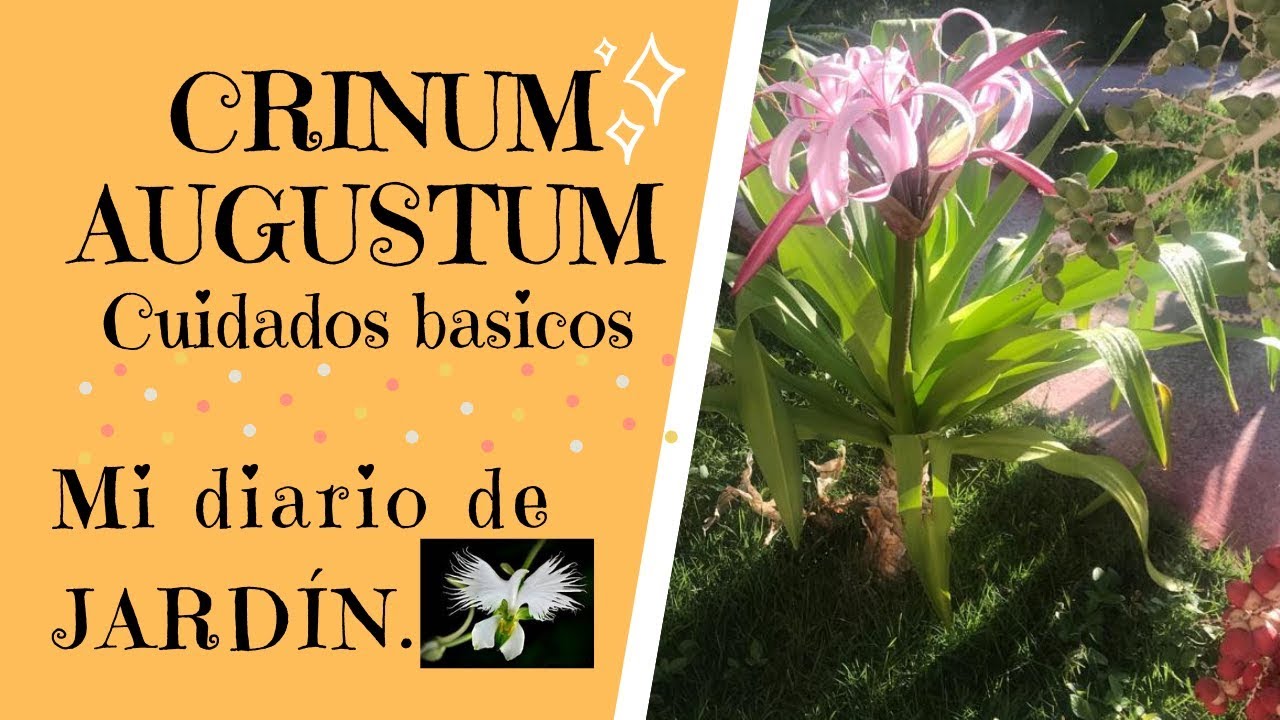 PLANTA CRINUM AUGUSTUM Cuidado y Cultivo, Mi diario de Jardin