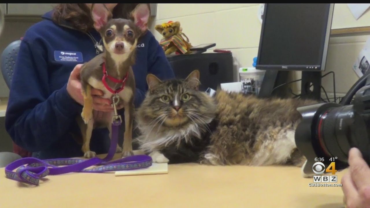 The Odd Couple: Cat And Dog Bonded Pair Up For Adoption