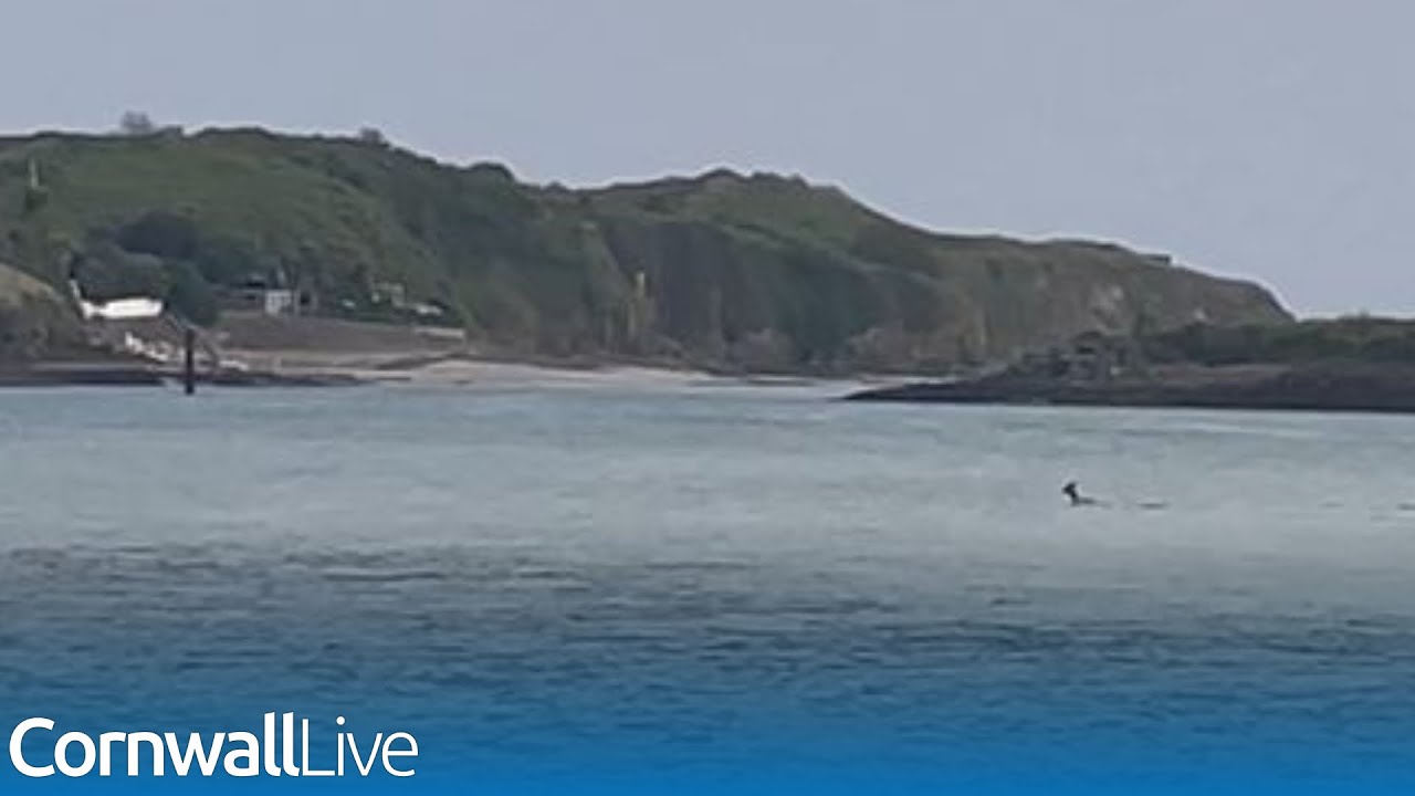 'My heart was in my mouth' | Incredible moment deer swims across Cornish estuary