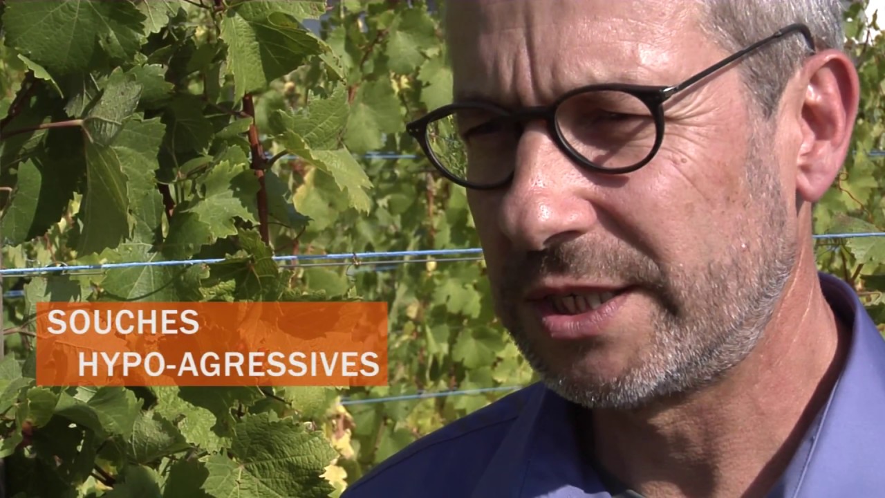 La prémunition comme méthode de biocontrôle du court-noué de la vigne