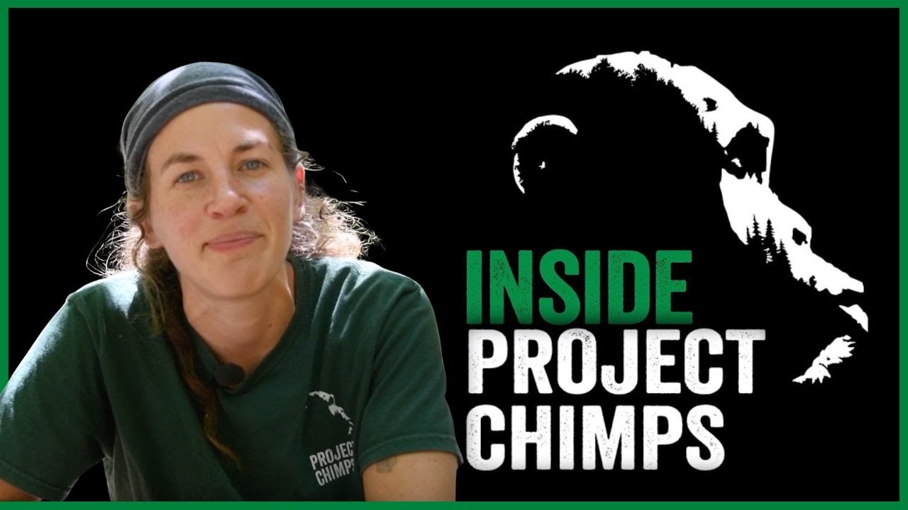 INSIDE PROJECT CHIMPS: Getting to know Supervisor Jesse