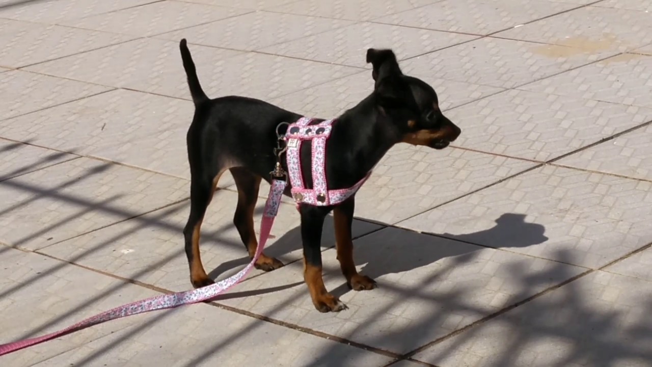 Pinscher 1 - 3 meses