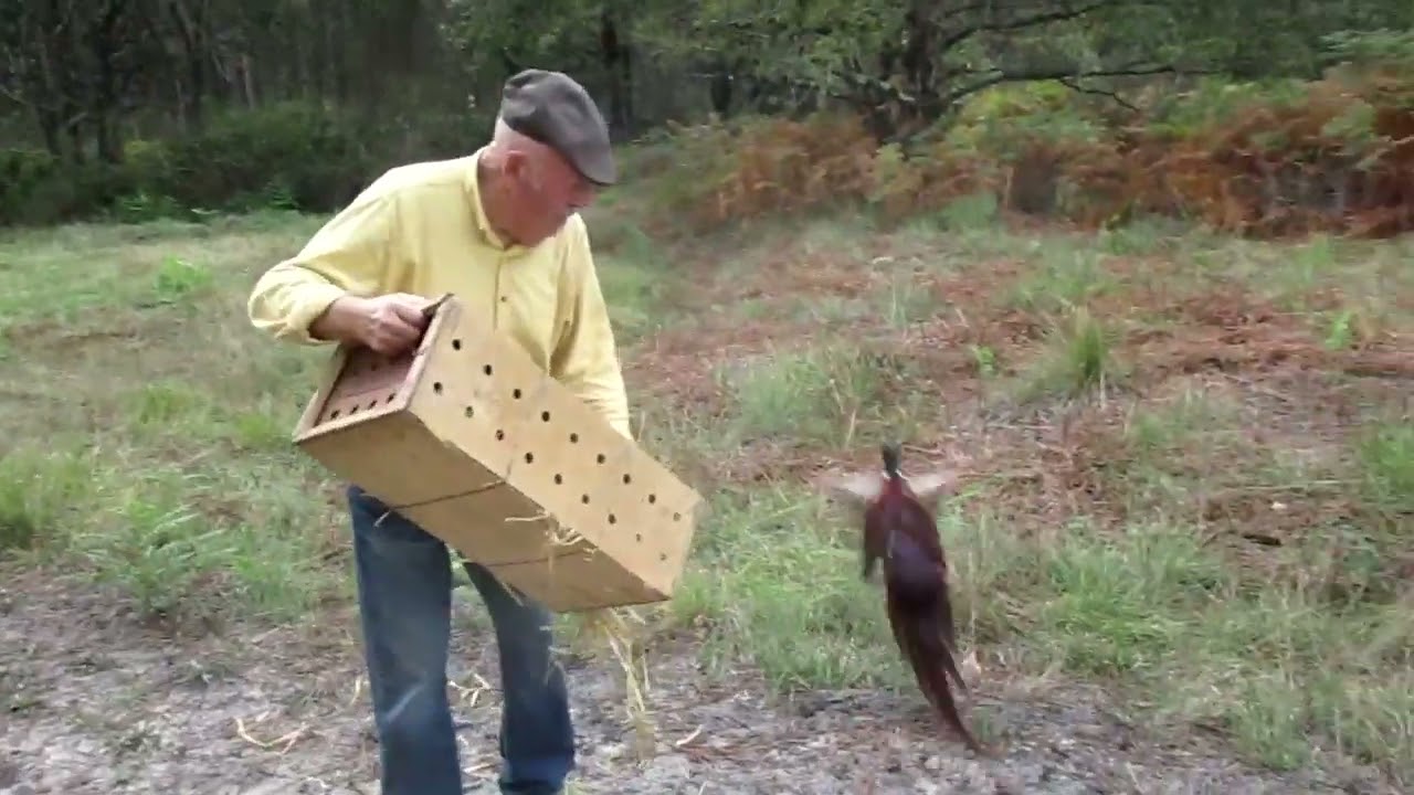 Lacher de faisan avec ponpon septembre 2019 suite marc pecheo3mkv 720p