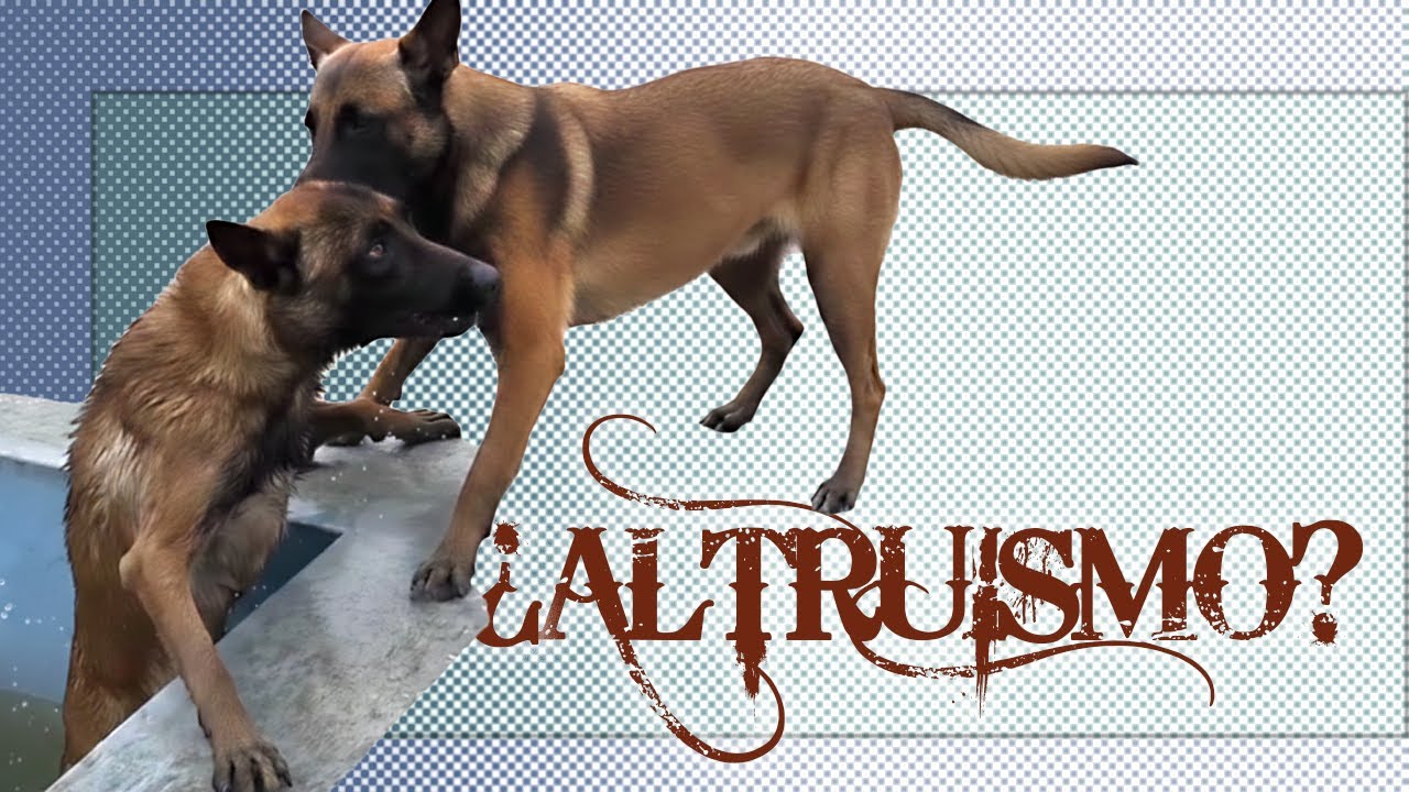 Salvándole del peligro - Conflicto motivacional - Altruismo o egoísmo - Etología canina