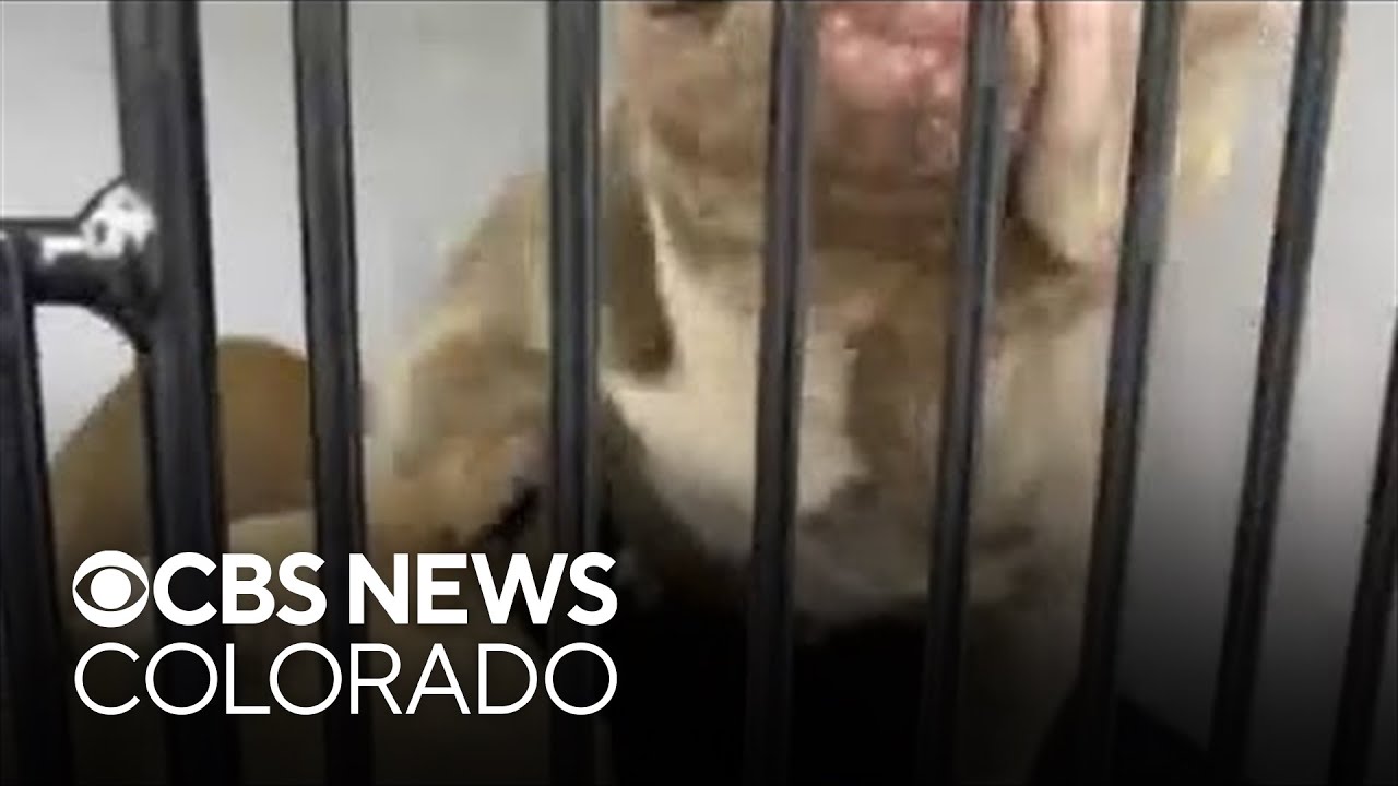 Commerce City man accused of animal cruelty under state investigation since early 2024