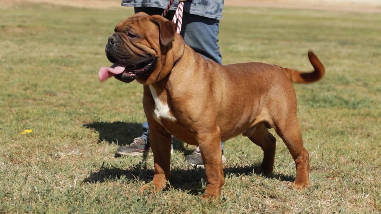 LEAVITT BULLDOGS THE BEST RECREATION OF THE ORIGINAL ENGLISH BULLDOG