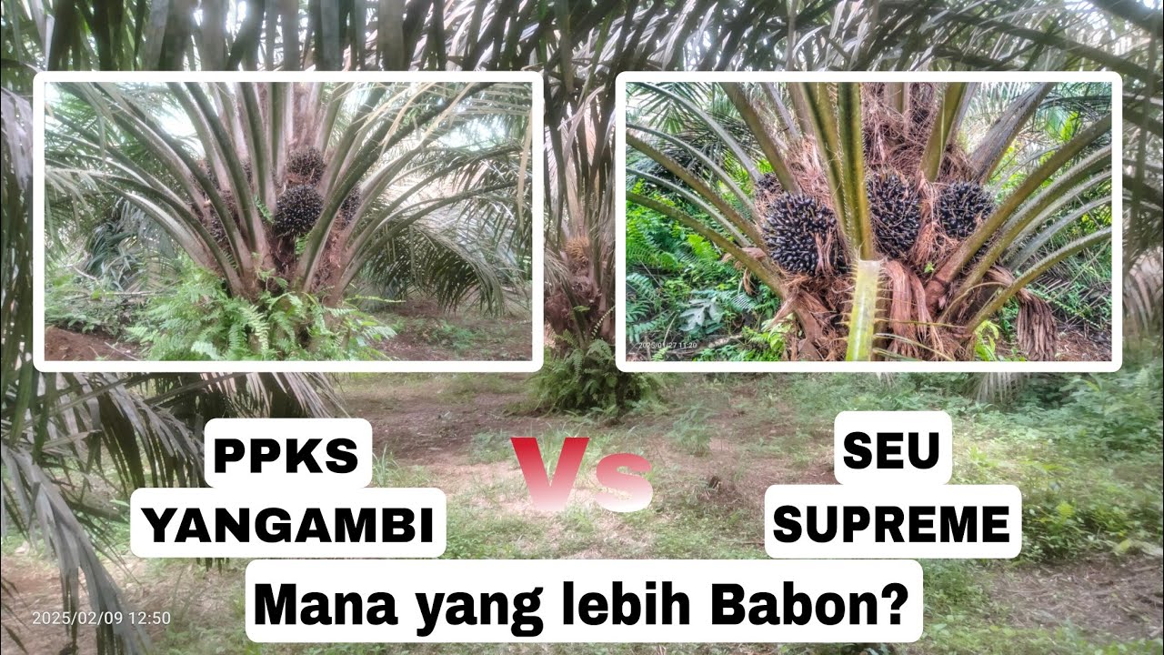 PPKS YANGAMBI Vs SEU SUPREME MANA YANG LEBIH BABON?