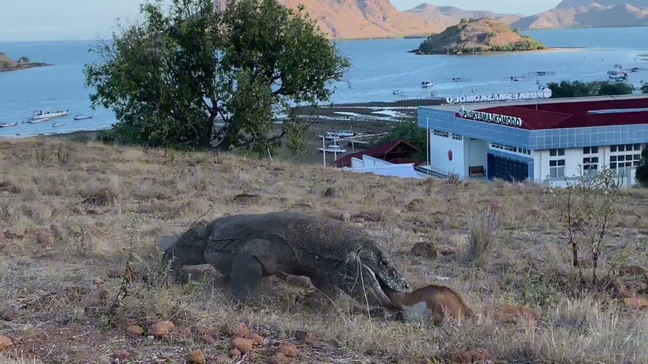 Komodo dragons chase baby goats that are eating😱😱😰#komodo