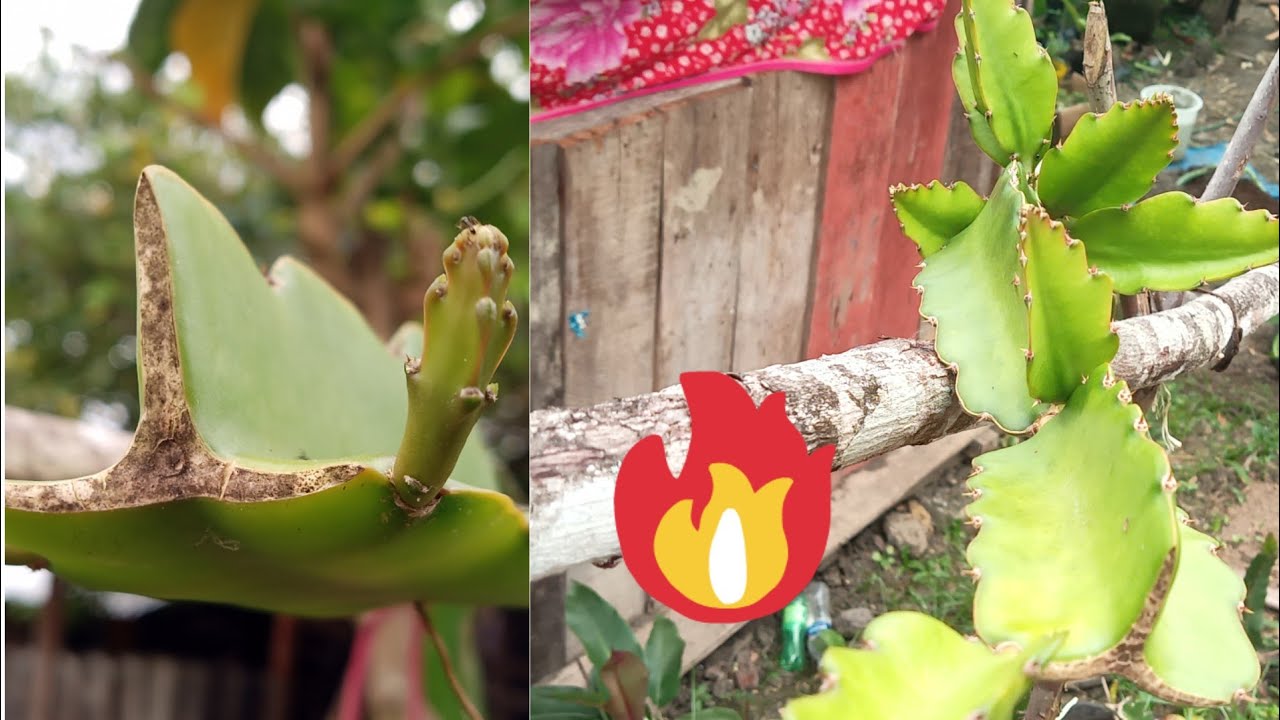 Despuntar las PITAHAYAS🌵 Formación de copa🐉🐉🌵 nuevos brotes ❤️🐉🔥🔥