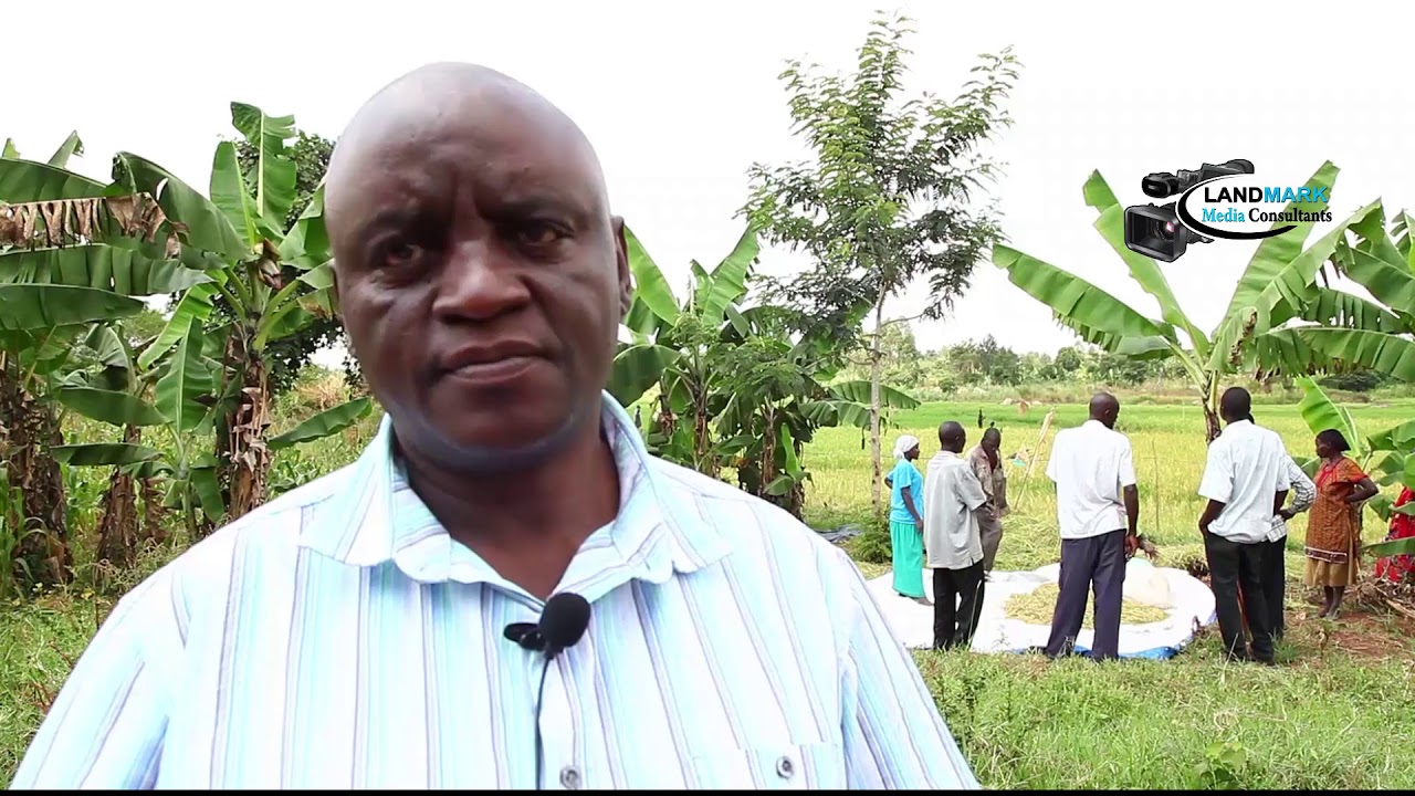 #Rice production in Uganda#