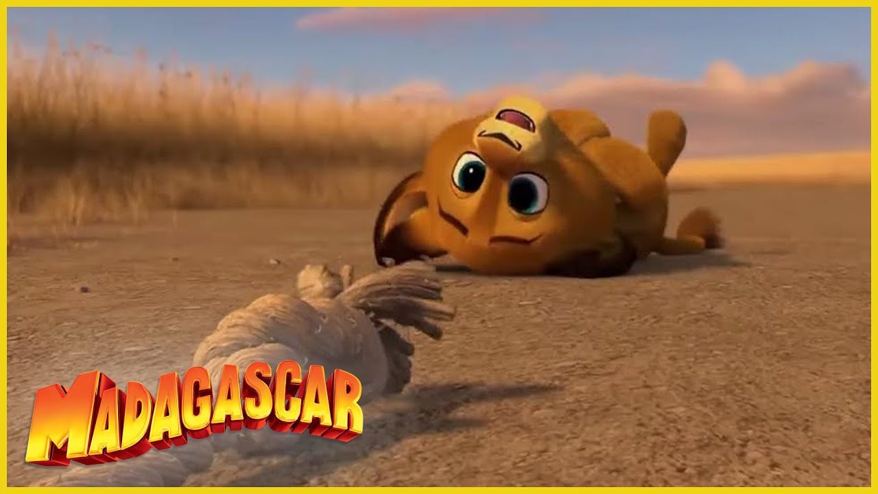 DreamWorks Madagascar en Español Latino | Bebe Alex | Madagascar 2   Dibujos Animados