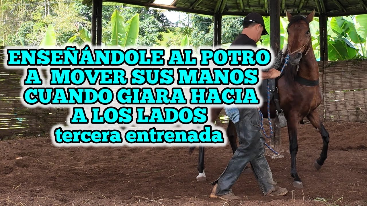 ENSEÑÁNDOLE AL POTRO A  MOVER SUS MANOS CUANDO GIARA HACIA A LOS LADOS tercera entrenada 
