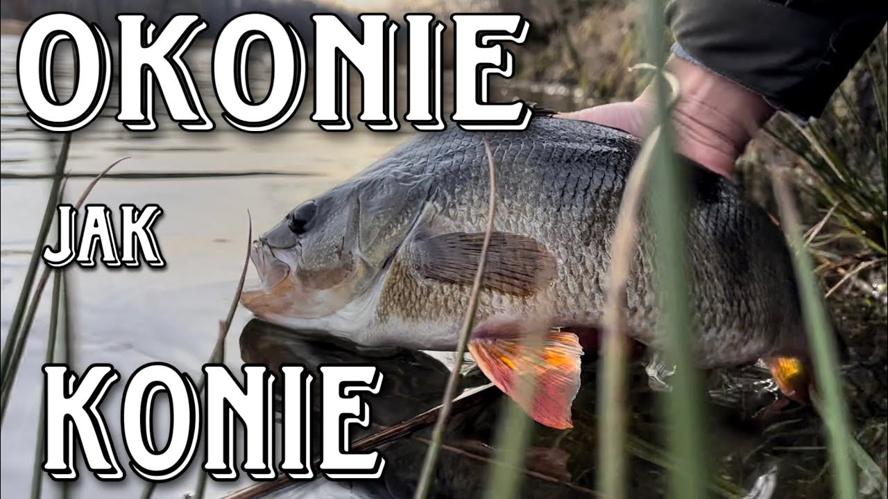 WIOSENNE OKONIE NA DROPSHOT (ŻYCIOWA RYBA)