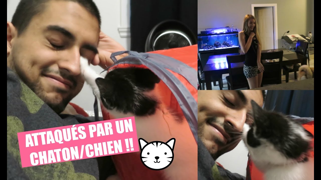 Attaqués par un chaton/chien !! | 19 septembre 2015