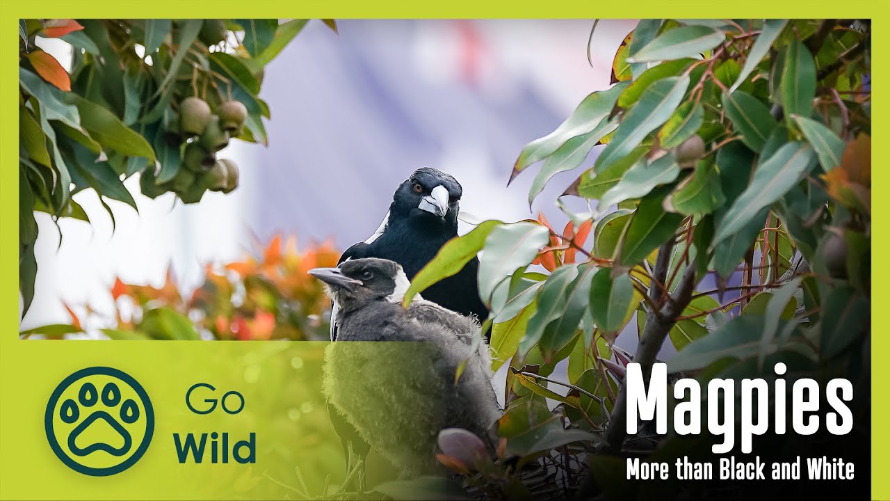 Magpies &ndash; More than Black and White | Go Wild