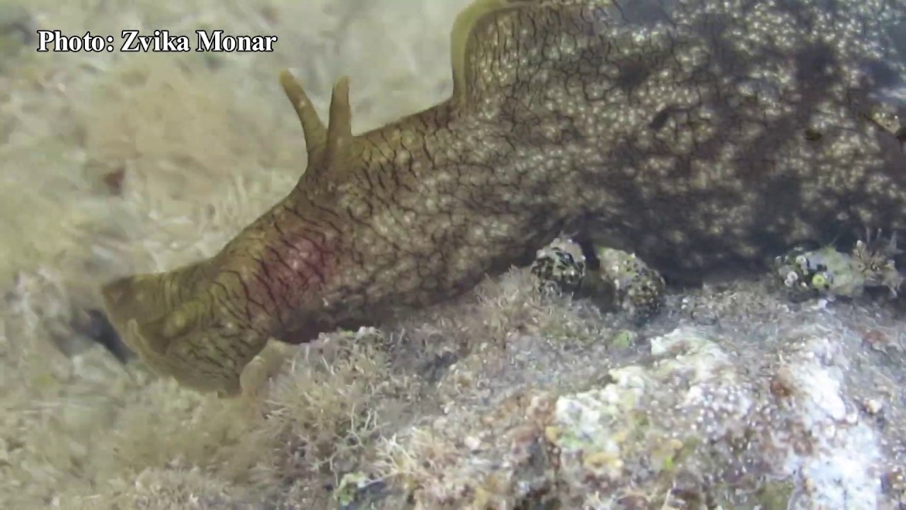 ארנבון ים  Sea Hare in Israel