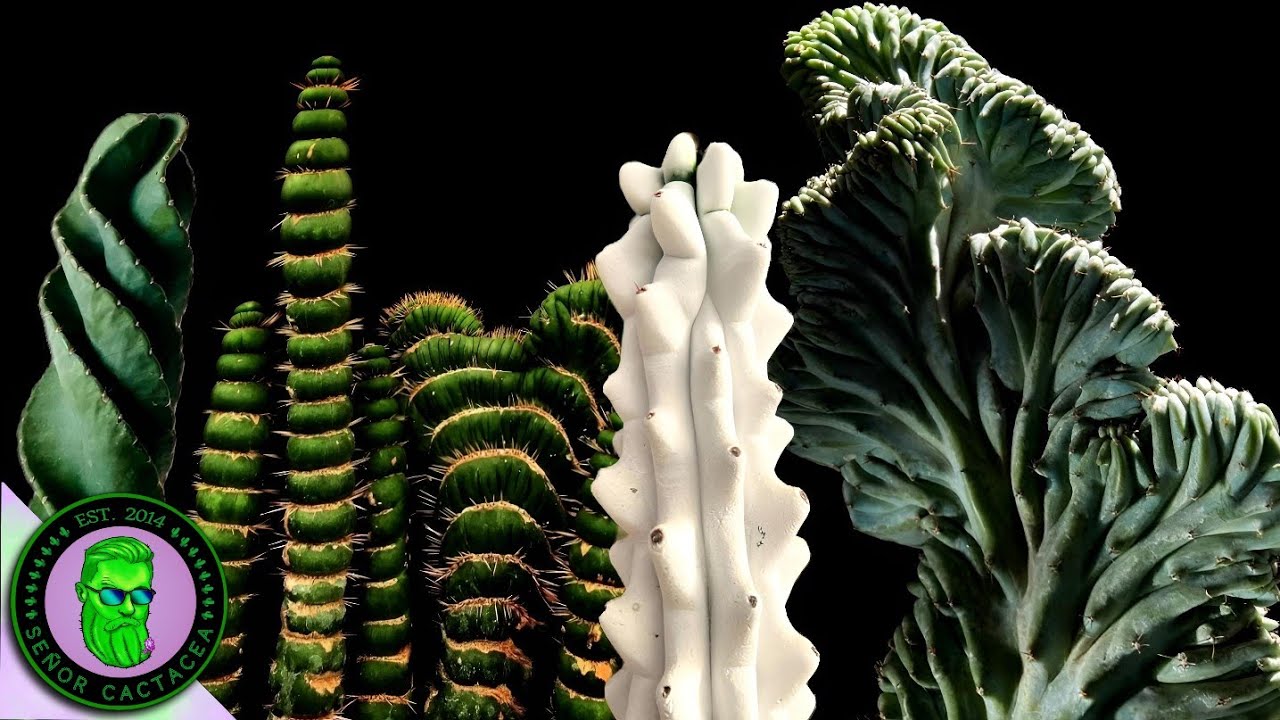 LOS 7 CACTUS MAS EXÓTICOS Y RAROS DEL MUNDO