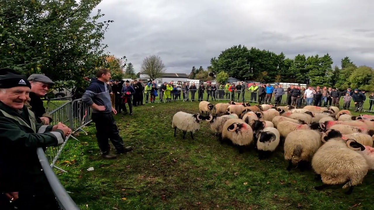 Killawalla sheep show 2022