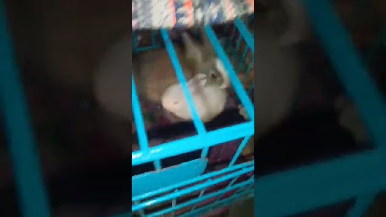 Rabbit 🐰🐰 #new #rabbit #animals  #newvibes #video #trending #shorts