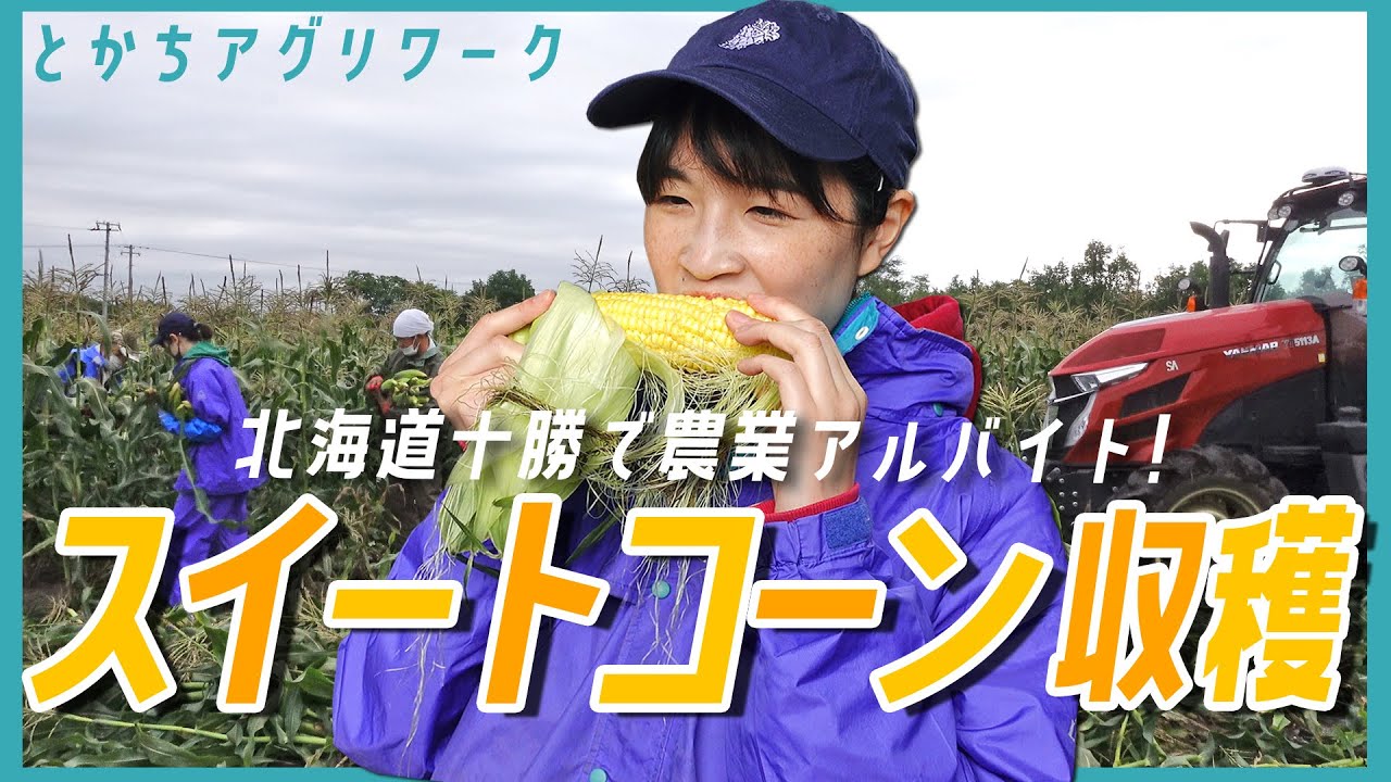 【農業バイト第4弾】スイートコーンの収穫作業！とうもろこしバイトは早朝の時間を使える！