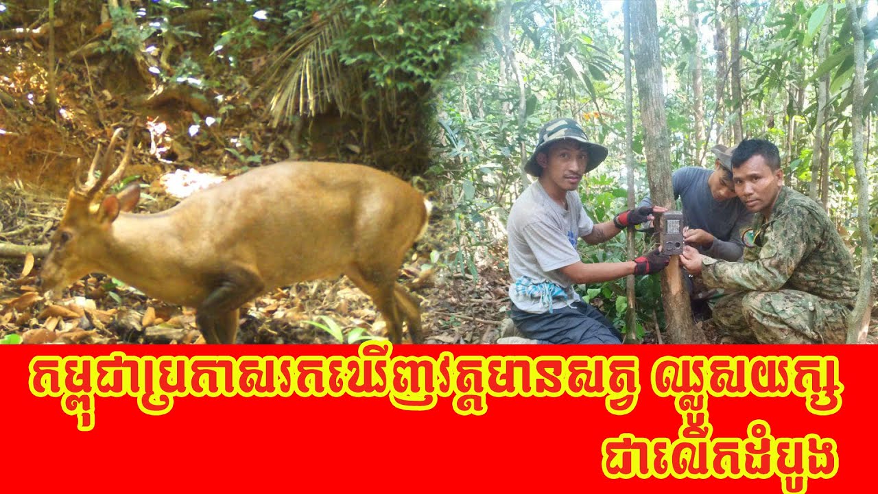 កម្ពុជាប្រកាសរកឃើញវត្តមាន &laquo;សត្វឈ្លូសយក្ស&raquo;​ ជាលើកដំបូងនៅក្នុង...............
