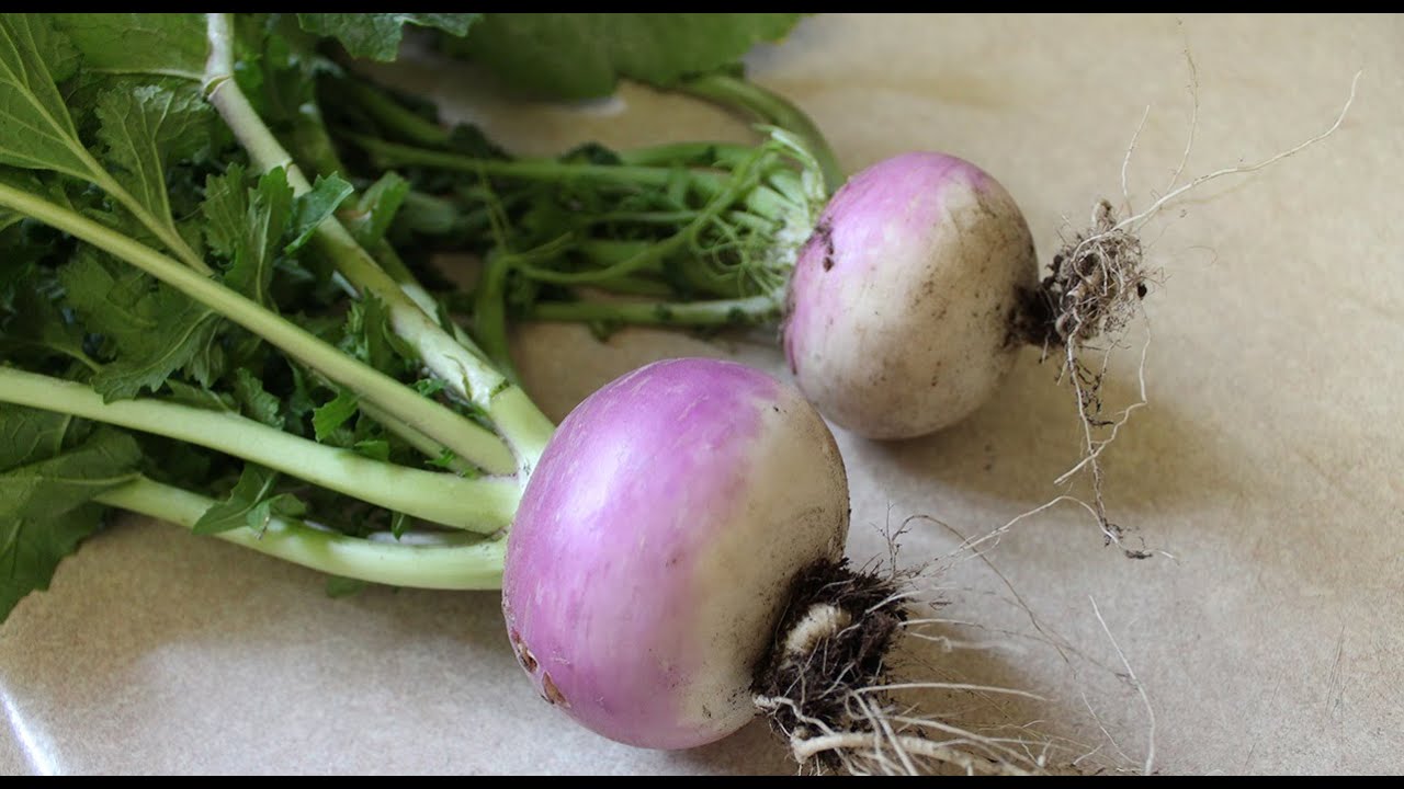 Growing Turnips in Containers | Fall Balcony Garden
