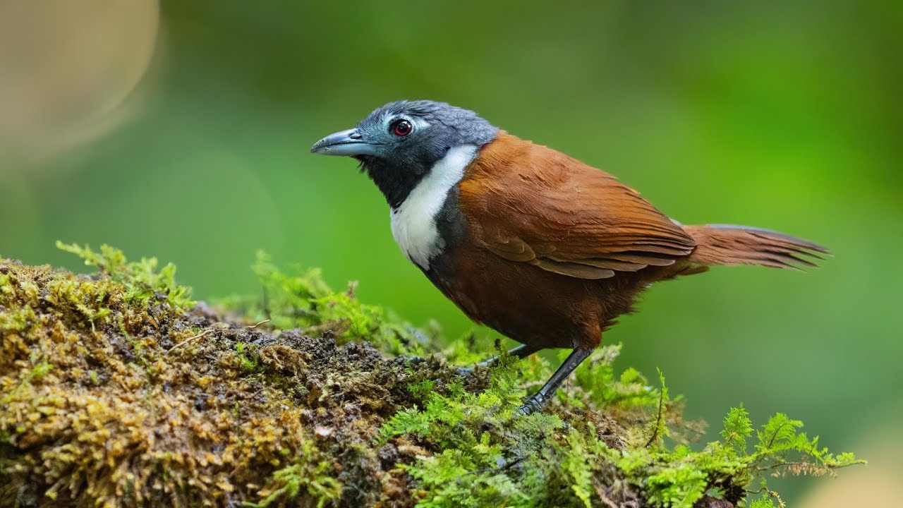 Tembakan dan Gesekan Sadis Burung Tepus Gacor + Suara Air Mengalir #yr84 #kicauyr84 #tepus #gacor 