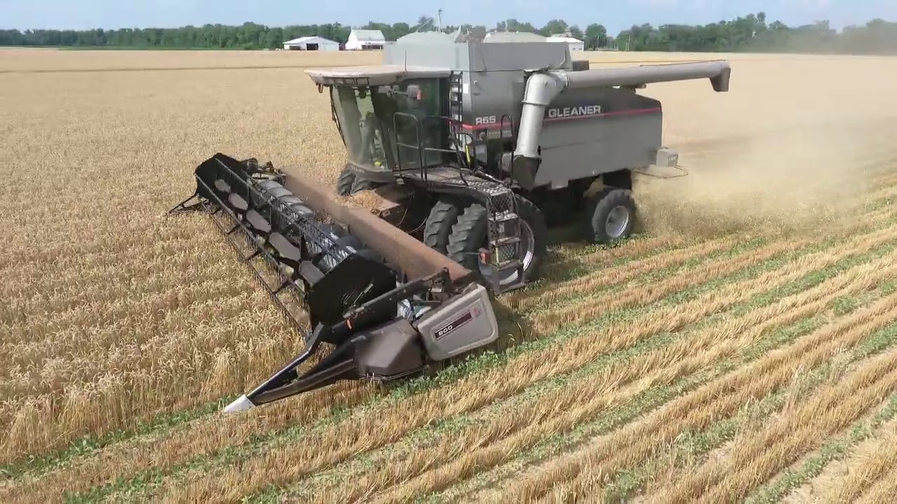 Relay Intercropping: Wheat Harvest 2020