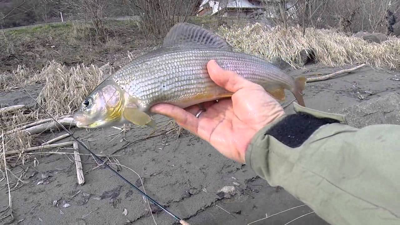 Pesca a Ninfa