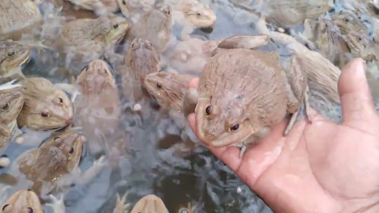 This is a brood of frogs to be kept for next year's breeding.#frog 