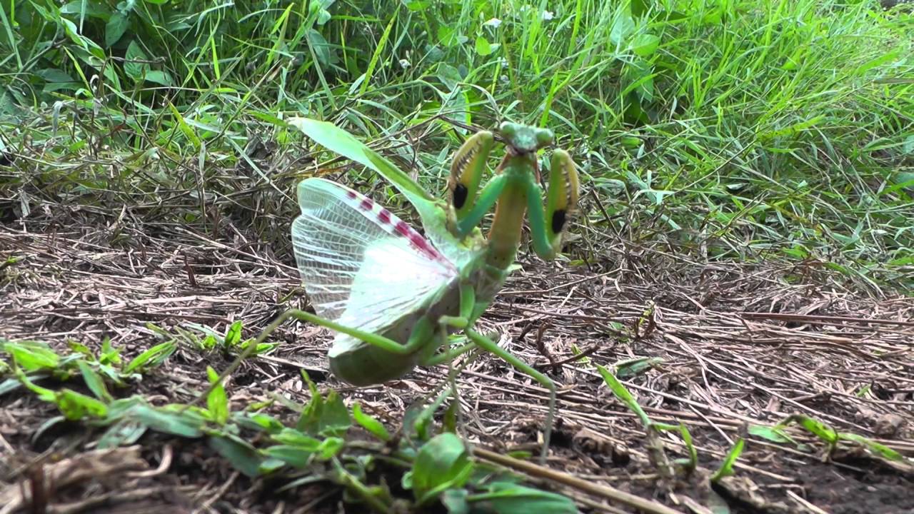 Kung Fu Mantis with incredible moves