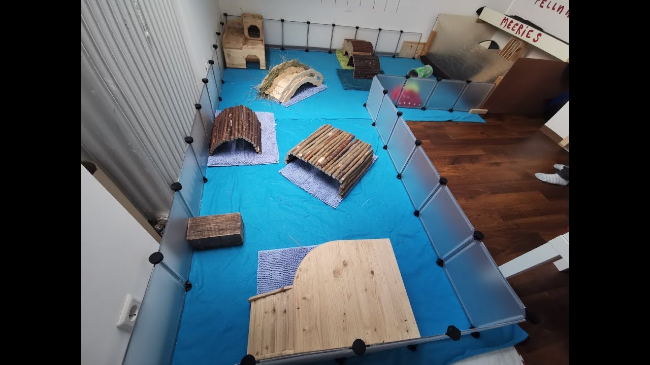 MEERSCHWEINCHEN - DER GROßE GEHEGE UMBAU