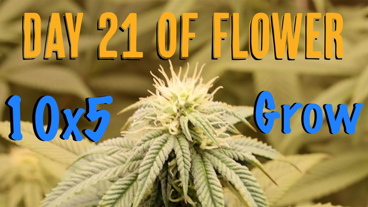 How to Grow Quality Weed Day 21 Of Flower! 🌸