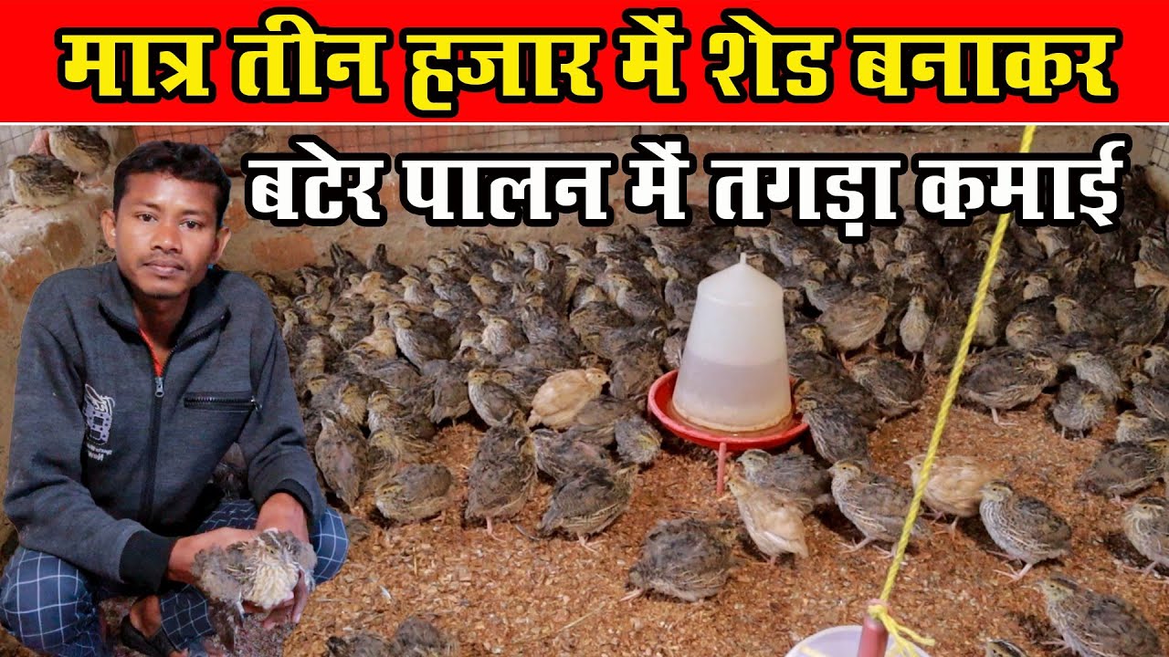 मात्र‌ तीन हजार में‌ शेड बनाकर‌ बटेर पालन से तगड़ा‌ कमाई ।Sasta shed Banakar 