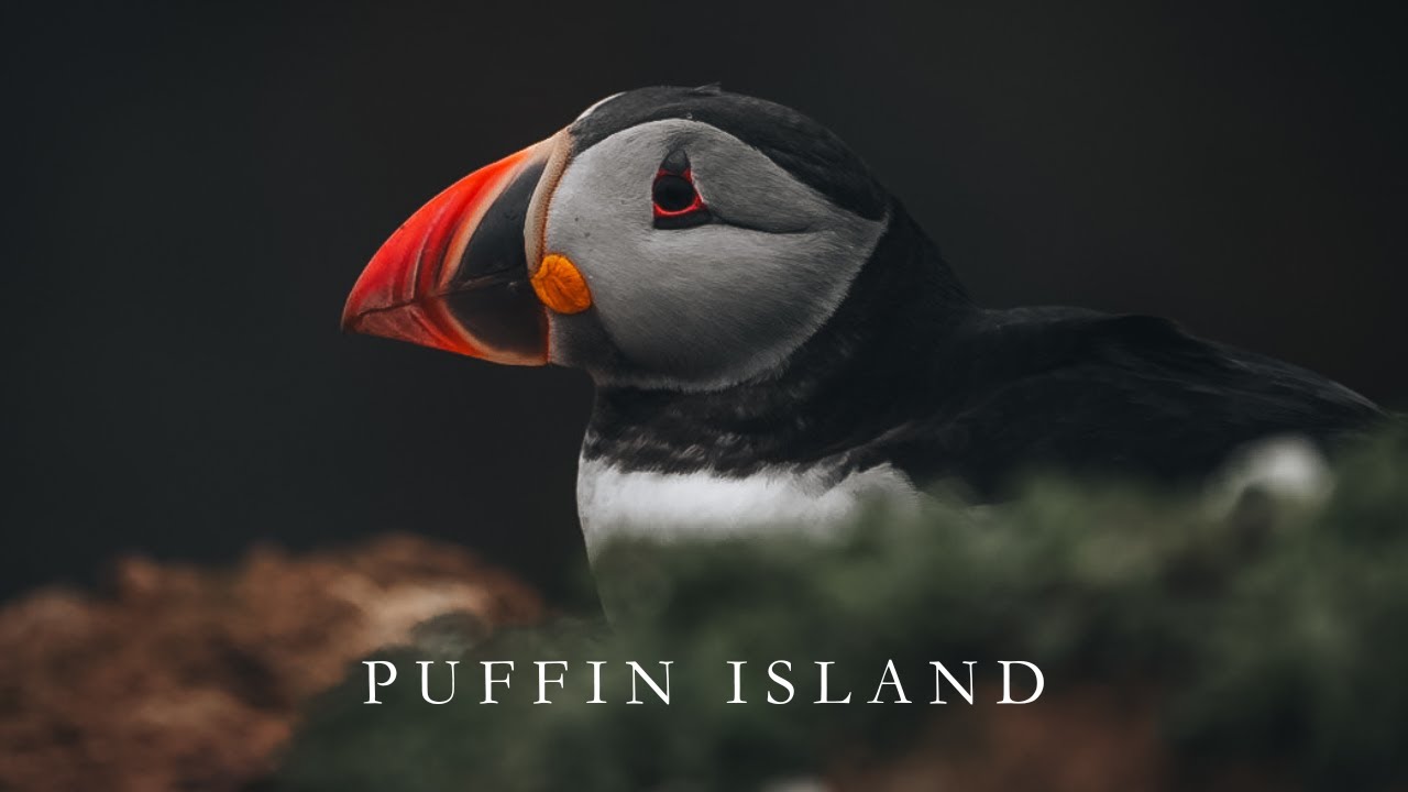 PUFFIN ISLAND | a short documentary