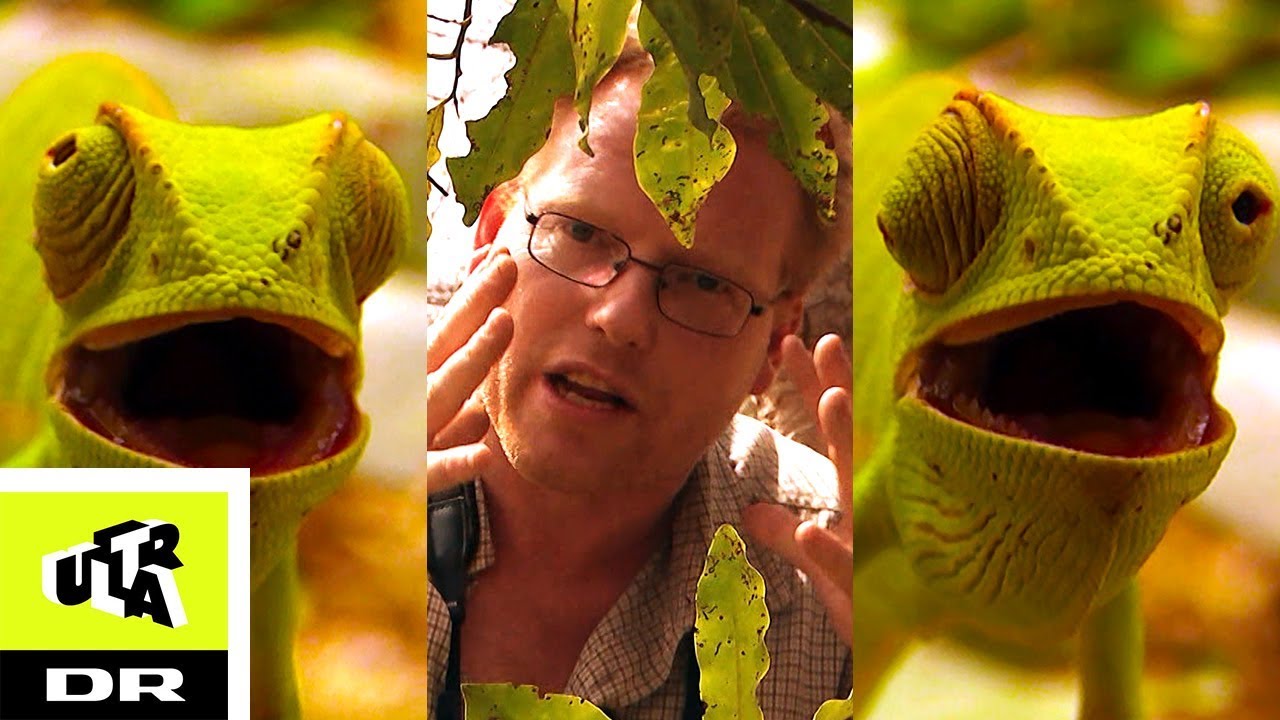 KAMÆLEON | Sebastian og Afrikas vildeste dyr | Ultra