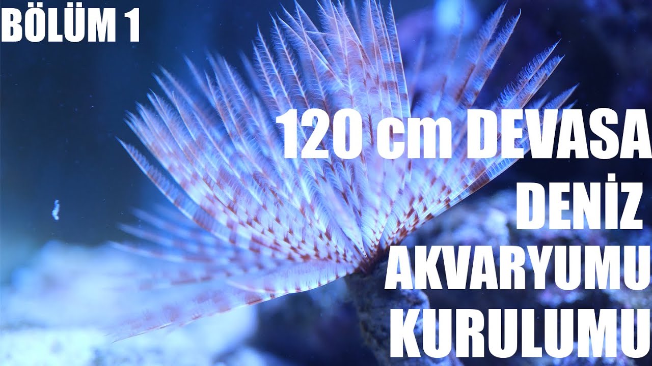 EN BASİT DENİZ AKVARYUMU KURULUMU 120 CM AKVARYUMA GEÇTİK