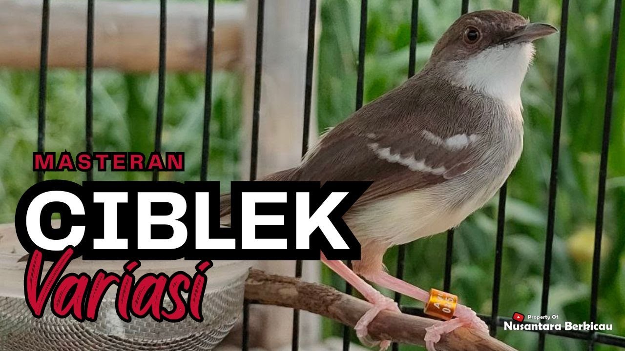 Masteran Ciblek Bren Ak47 Rapet Untuk Masteran Ciblek Bahan