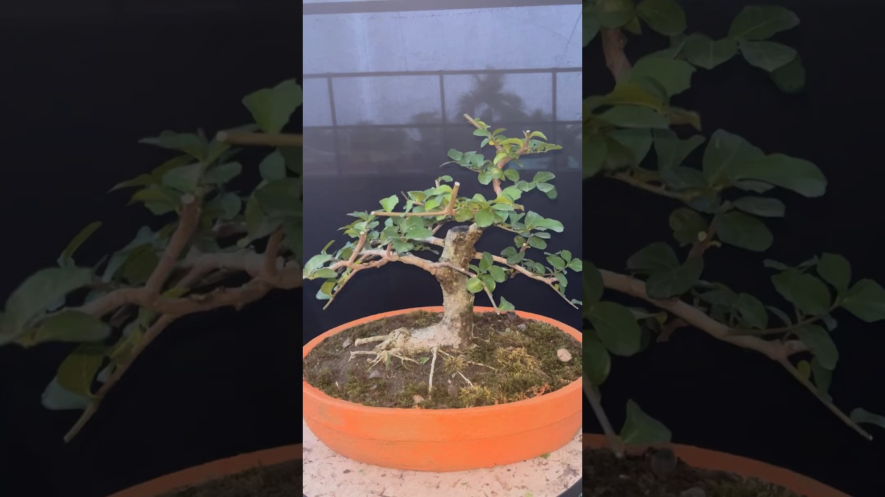 #sandpaper bonsai training #sandpaper #bonsaitree #viralshort #shortsfeed #shorts #